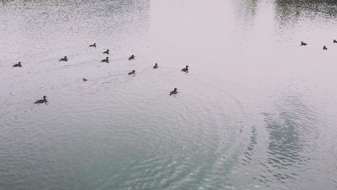 image010.gif