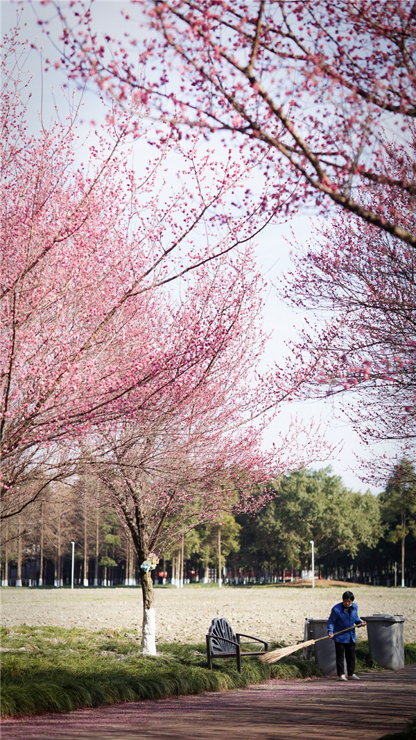 粉色的电子科技大学校园 (1).jpg