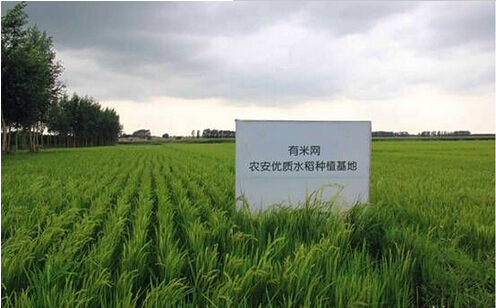 图2有米吉林农安长粒香大米产区.jpg